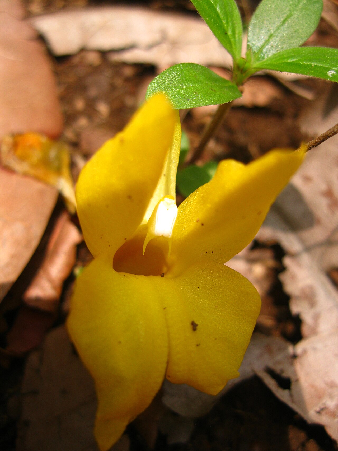 Curcuma oligantha: Curcuma oligantha lutia