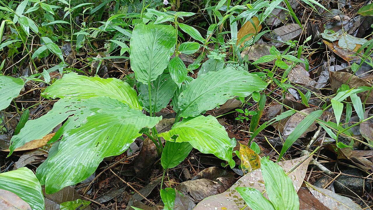 Curcuma oligantha: Curcuma oligandha