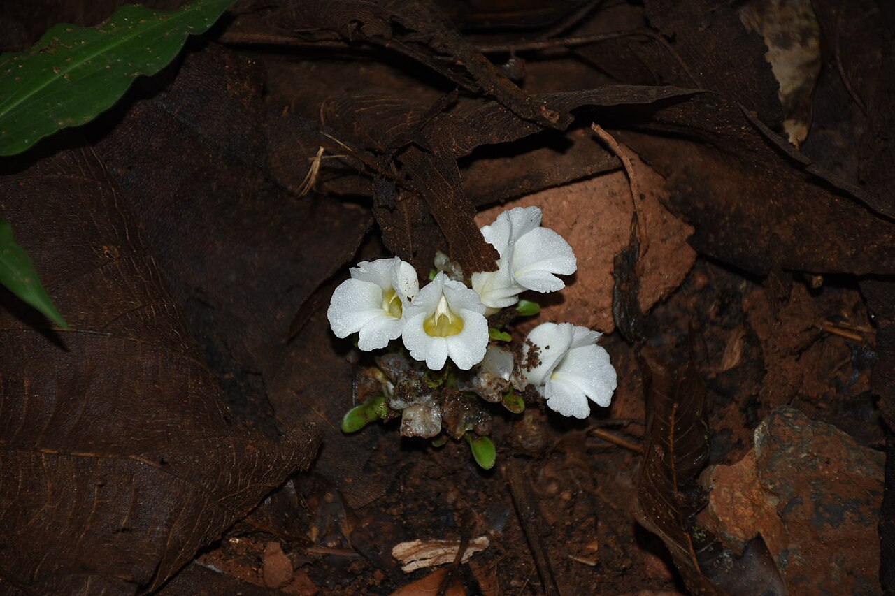 Curcuma oligantha: ഇഞ്ചികുടുംബത്തിൽപ്പെട്ട സപുഷ്പി സസ്യമാണ് കാളമുഖം. വേനൽക്കാലത്തിന്റെ അവസാനത്തിലാണ് ഇത് പൂവിടുന്നത്. വെളുത്ത നിറമുള്ള പൂക്കൾക്കുള്ളിൽ കാളത്തലയുടെ രൂപം കാണാവുന്നത്