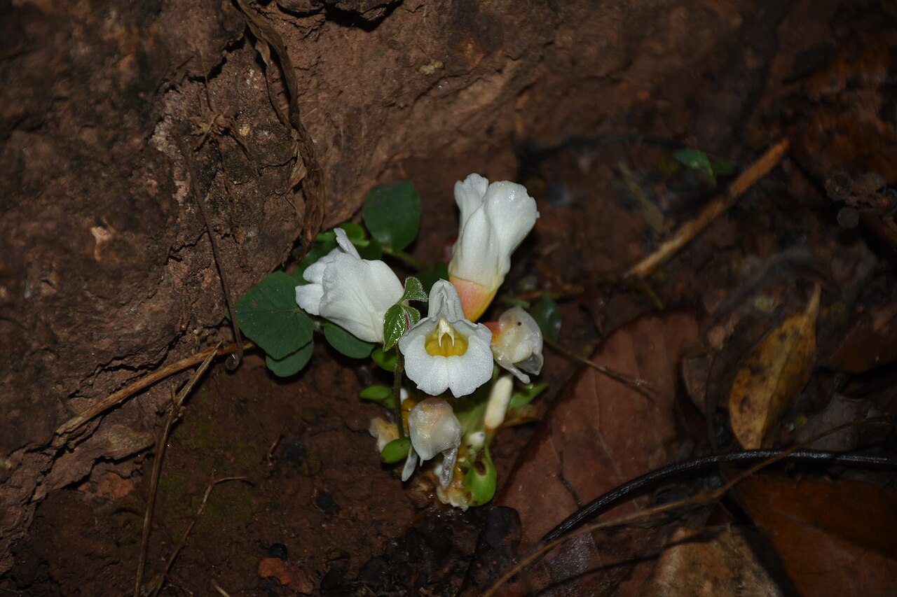 Curcuma oligantha: ഇഞ്ചികുടുംബത്തിൽപ്പെട്ട സപുഷ്പി സസ്യമാണ് കാളമുഖം. വേനൽക്കാലത്തിന്റെ അവസാനത്തിലാണ് ഇത് പൂവിടുന്നത്. വെളുത്ത നിറമുള്ള പൂക്കൾക്കുള്ളിൽ കാളത്തലയുടെ രൂപം കാണാവുന്നത്