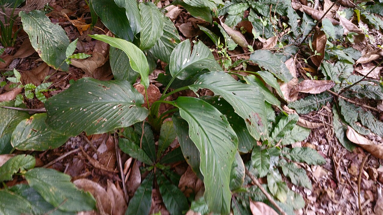 Curcuma oligantha: Curcuma oligantha