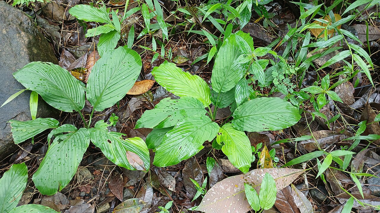 Curcuma oligantha: Curcuma oligandha