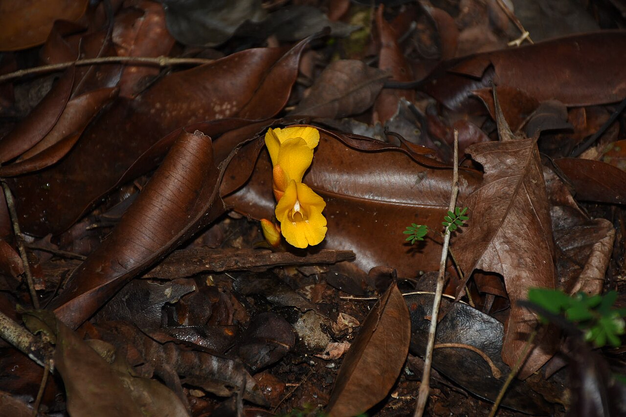Curcuma oligantha: Curcuma oligantha var. lutea, Neeliyarkottam, Kerala, India