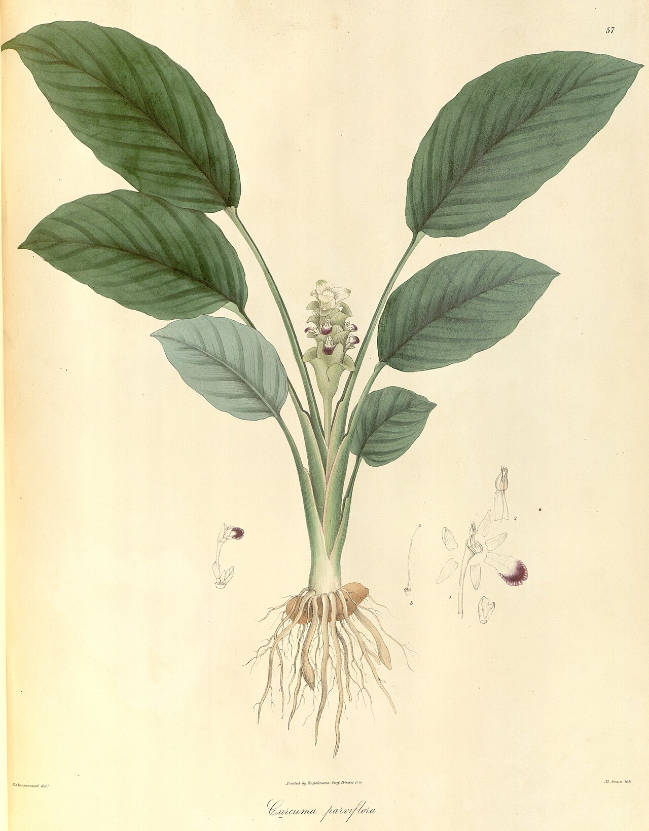 Curcuma parviflora: Curcuma parviflora Wall. Planche 57 du "Plantae Asiaticae Rariores" de Nathaniel Wallich Vol 1 année 1830
