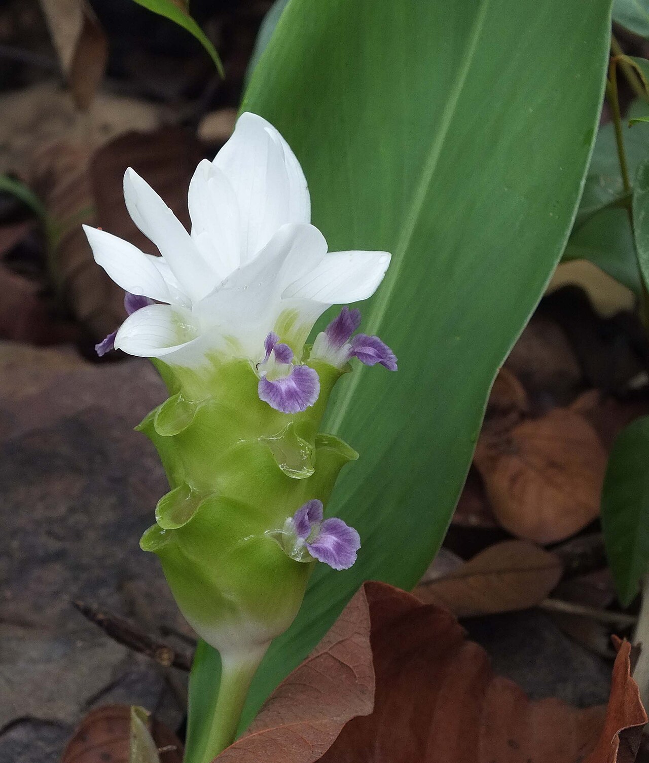 Curcuma parviflora: Phu Laen Kha N.P. Chaiyaphum July 2012