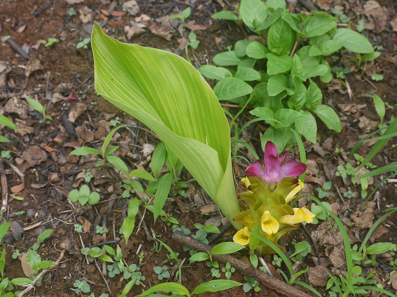 Hill tumeric: Zingiberaceae (ginger family) » Curcuma pseudomontana KER-koo-muh -- from the Arabic kurkum , meaning saffron SOO-doh-MON-tah-nuh -- not actually, but having th