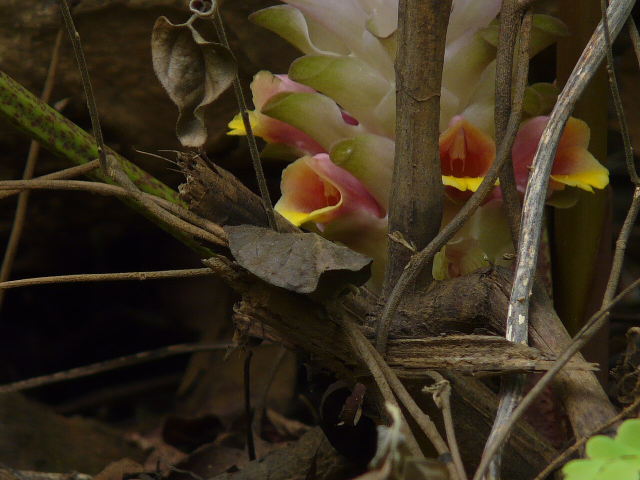 Hill tumeric: Curcuma pseudomontana