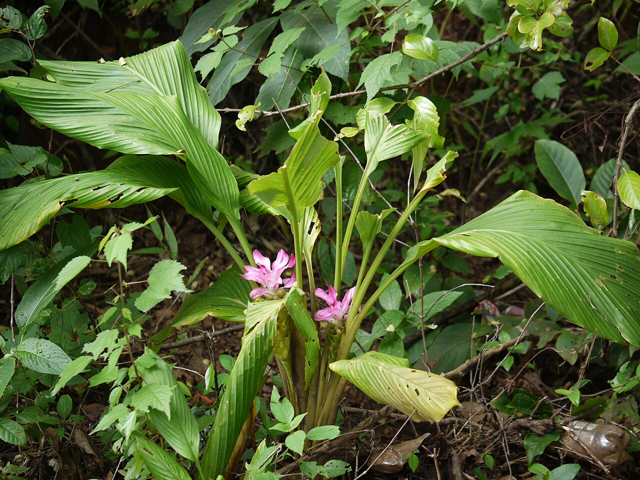 Hill tumeric: Zingiberaceae (ginger family) » Curcuma pseudomontana KER-koo-muh -- from the Arabic kurkum , meaning saffron SOO-doh-MON-tah-nuh -- not actually, but having th