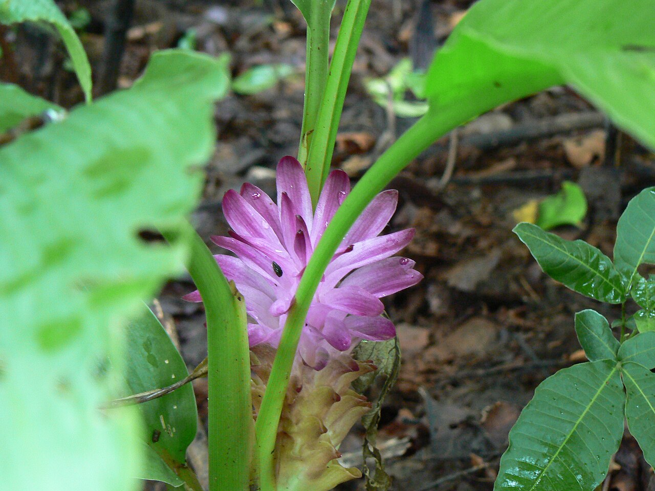 Hill tumeric: Zingiberaceae (ginger family) » Curcuma pseudomontana KER-koo-muh -- from the Arabic kurkum , meaning saffron SOO-doh-MON-tah-nuh -- not actually, but having th