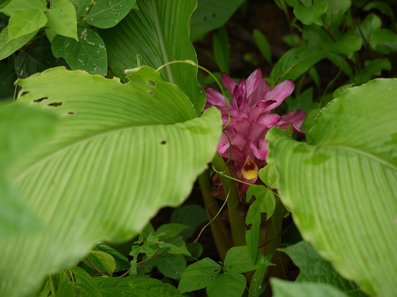 Hill tumeric: Zingiberaceae (ginger family) » Curcuma pseudomontana KER-koo-muh -- from the Arabic kurkum , meaning saffron SOO-doh-MON-tah-nuh -- not actually, but having th
