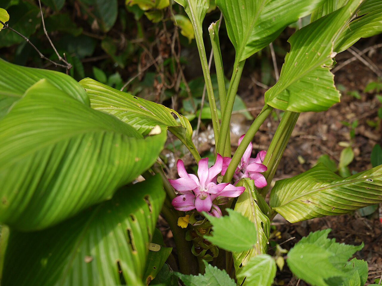 Hill tumeric: Zingiberaceae (ginger family) » Curcuma pseudomontana KER-koo-muh -- from the Arabic kurkum , meaning saffron SOO-doh-MON-tah-nuh -- not actually, but having th