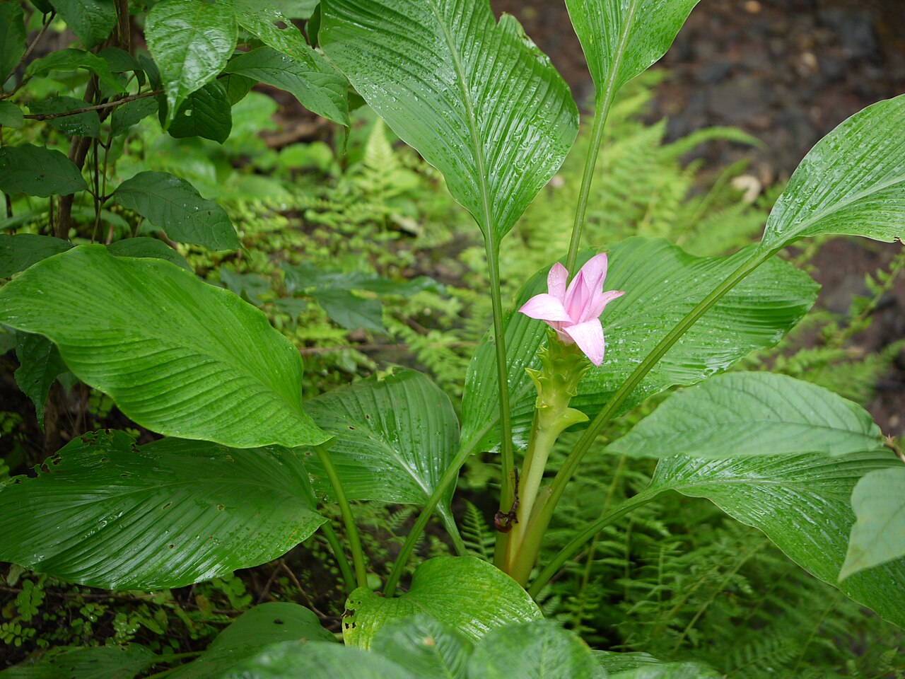 Hill tumeric: Zingiberaceae (ginger family) » Curcuma pseudomontana KER-koo-muh -- from the Arabic kurkum , meaning saffron SOO-doh-MON-tah-nuh -- not actually, but having th