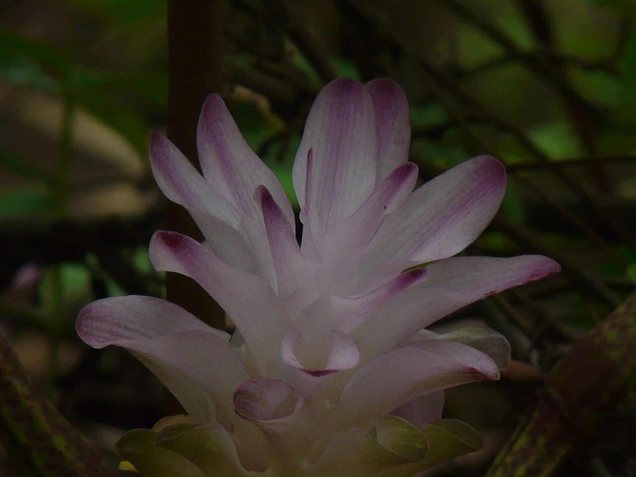 Hill tumeric: Curcuma pseudomontana