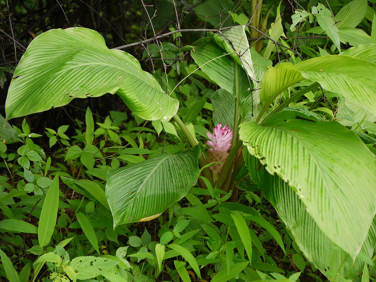Hill tumeric: Zingiberaceae (ginger family) » Curcuma pseudomontana KER-koo-muh -- from the Arabic kurkum , meaning saffron SOO-doh-MON-tah-nuh -- not actually, but having th