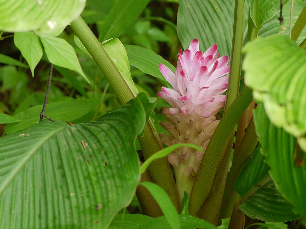 Hill tumeric: Zingiberaceae (ginger family) » Curcuma pseudomontana KER-koo-muh -- from the Arabic kurkum , meaning saffron SOO-doh-MON-tah-nuh -- not actually, but having th
