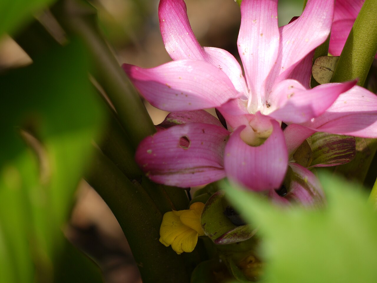 Hill tumeric: Zingiberaceae (ginger family) » Curcuma pseudomontana KER-koo-muh -- from the Arabic kurkum , meaning saffron SOO-doh-MON-tah-nuh -- not actually, but having th