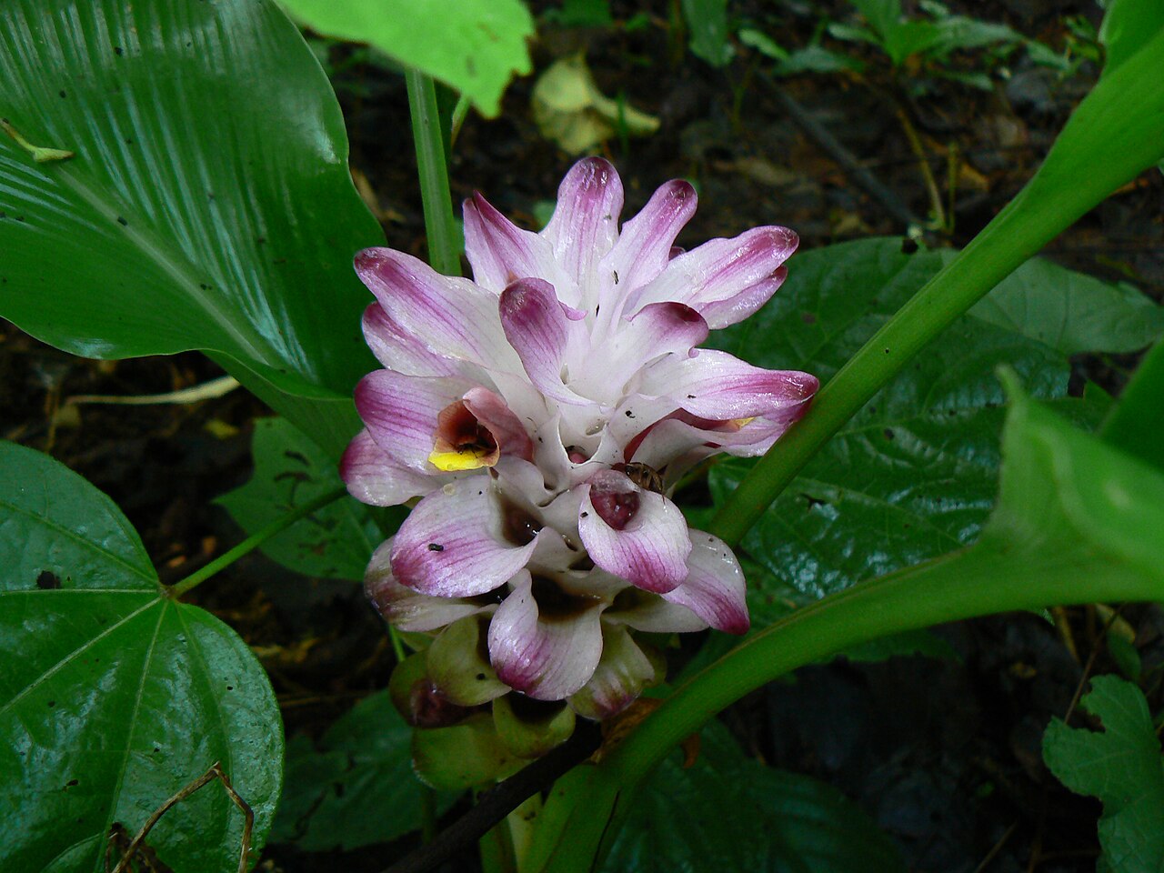 Hill tumeric: Zingiberaceae (ginger family) » Curcuma pseudomontana commonly known as : wild turmeric Malayalam : kattu manjal • Marathi : रानहळद raan halada, शिंदळवान shinda