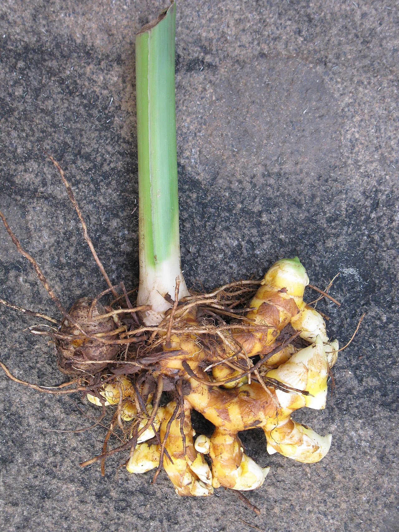 Curcuma purpurascens: Ce rhyzome m'a été rapporté par Bapak Sunarko depuis son village de Giriwoyo, Kabupaten Wonogiri, Province de Java Centre, Île de Java, Indonésie, en mars 2012.