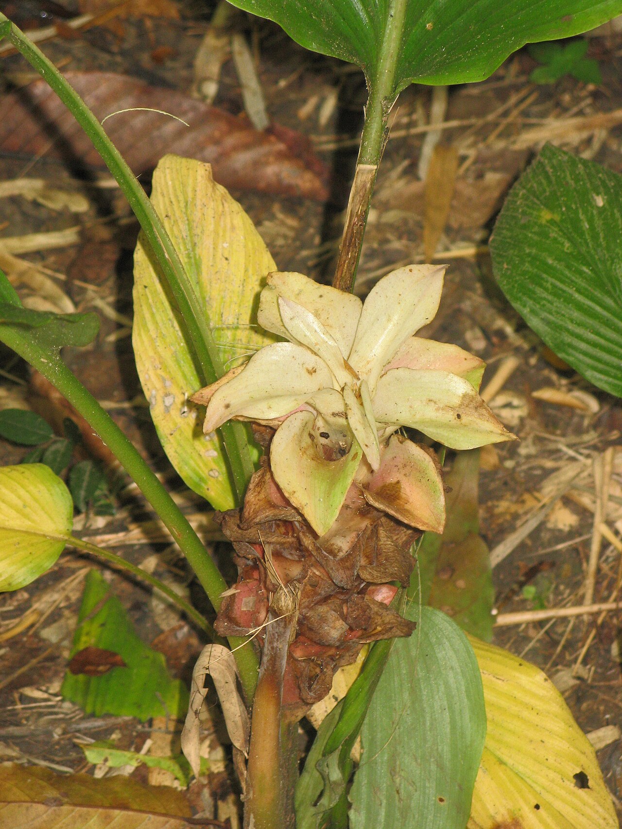 Candy cane: Curcuma rhabdota
