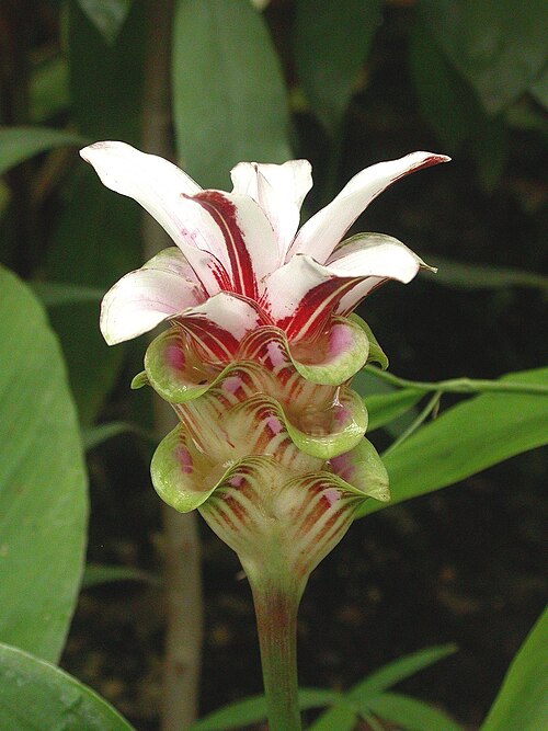 Candy cane: Curcuma rhabdota, Teplice botanical garden, Czech republic