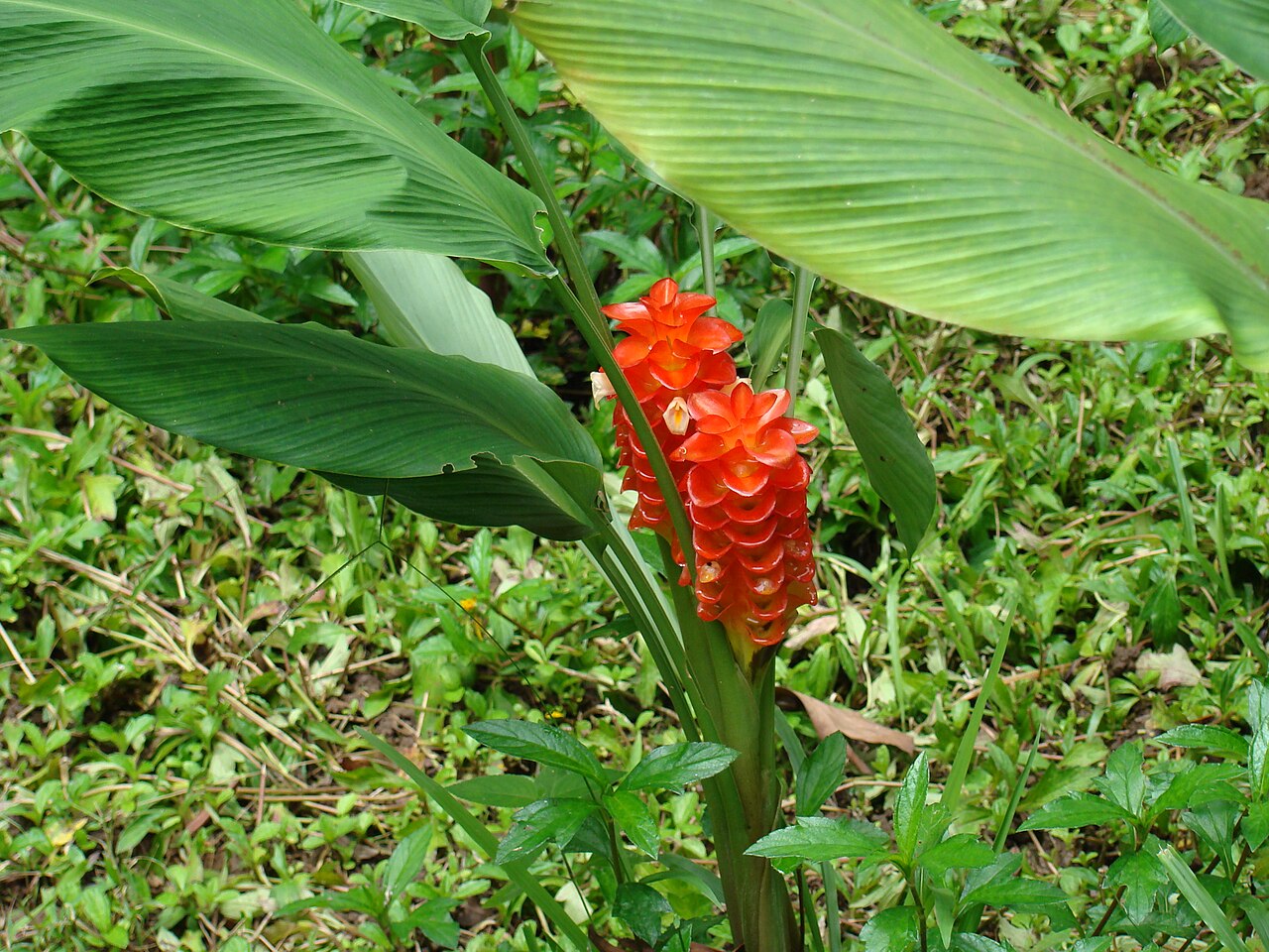 Jewel of Burma: Curcuma roscoeana