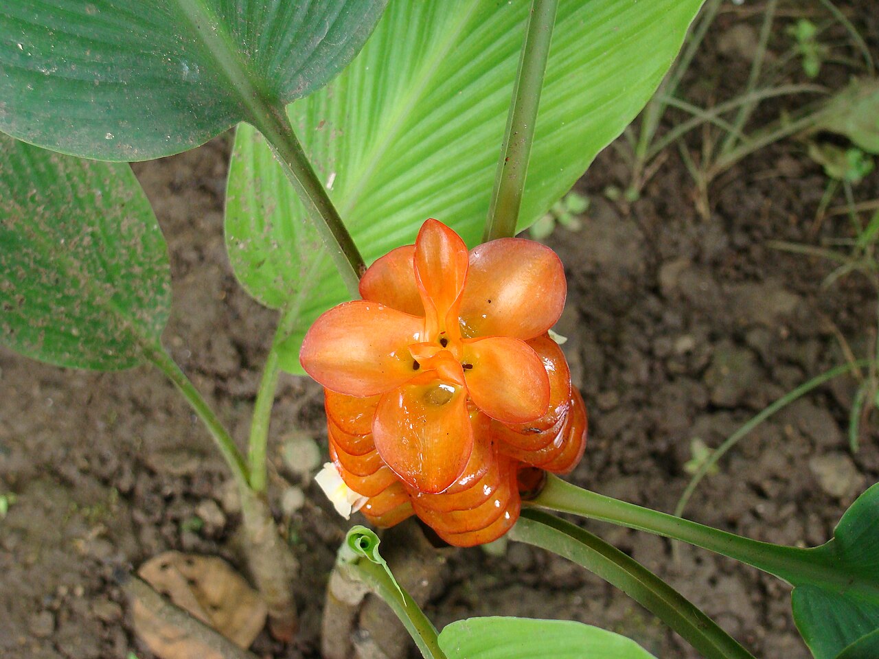Jewel of Burma: Curcuma roscoeana