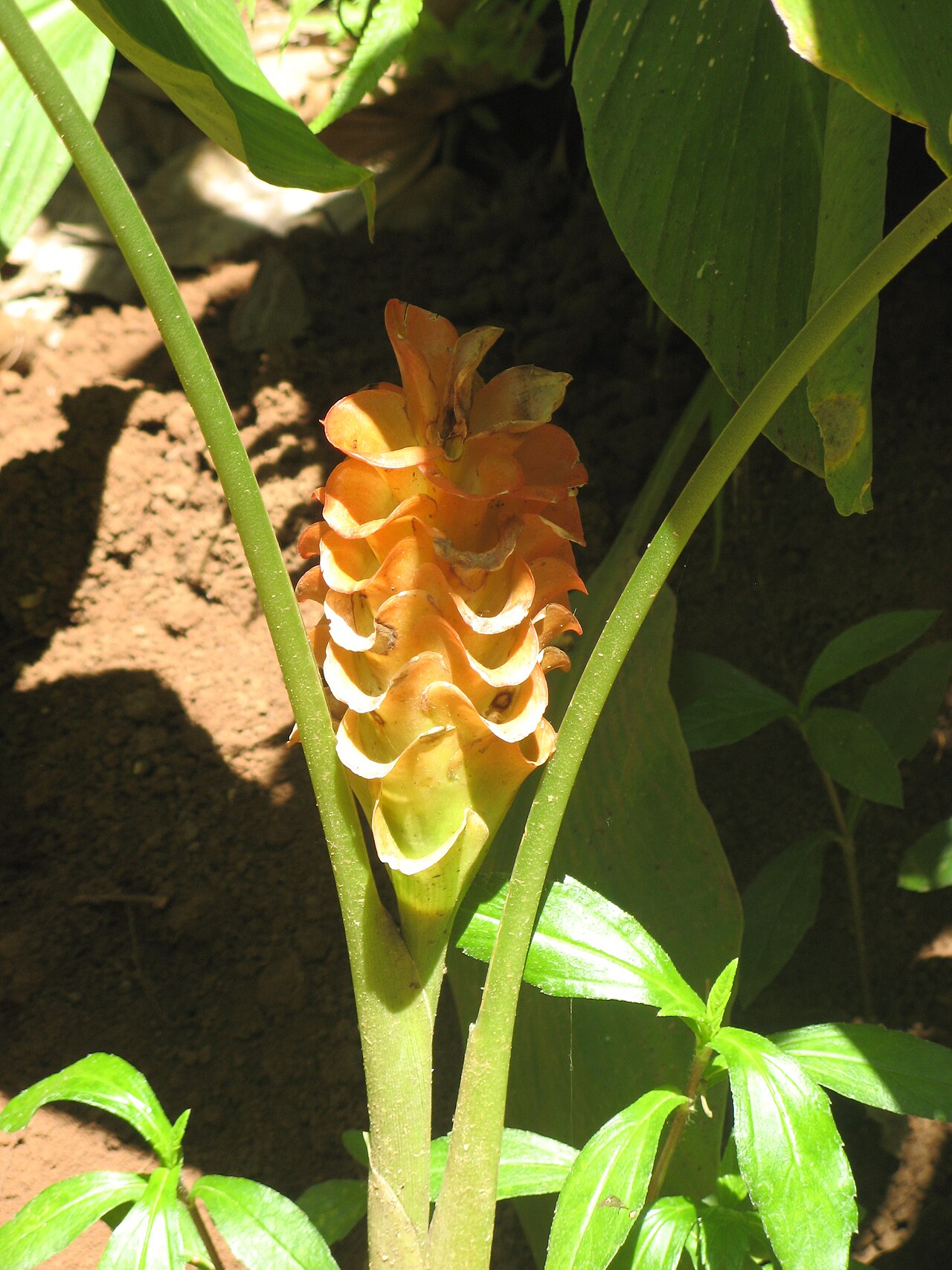 Jewel of Burma: Curcuma roscoeana