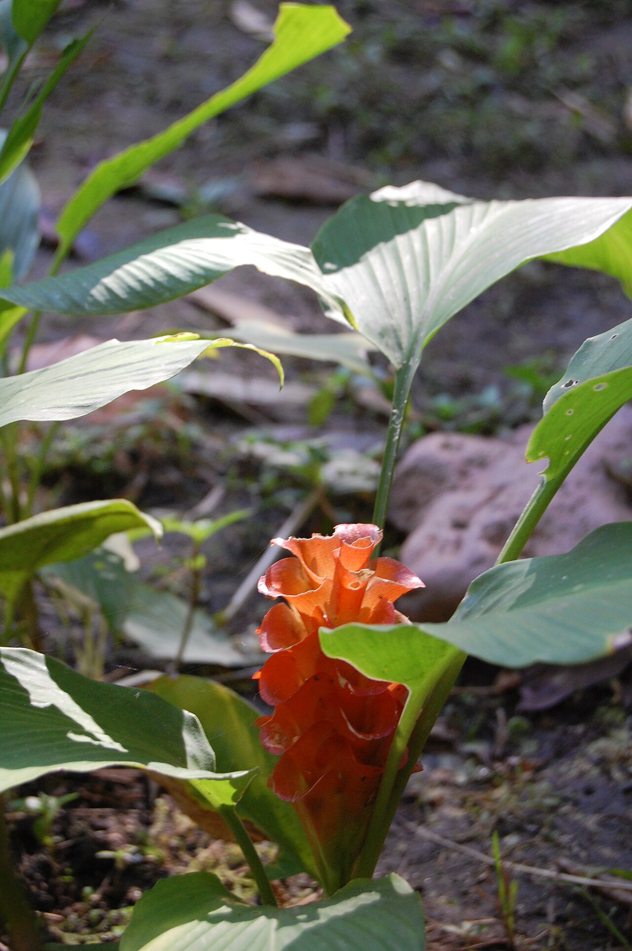 Jewel of Burma: Curcuma roscoeana
