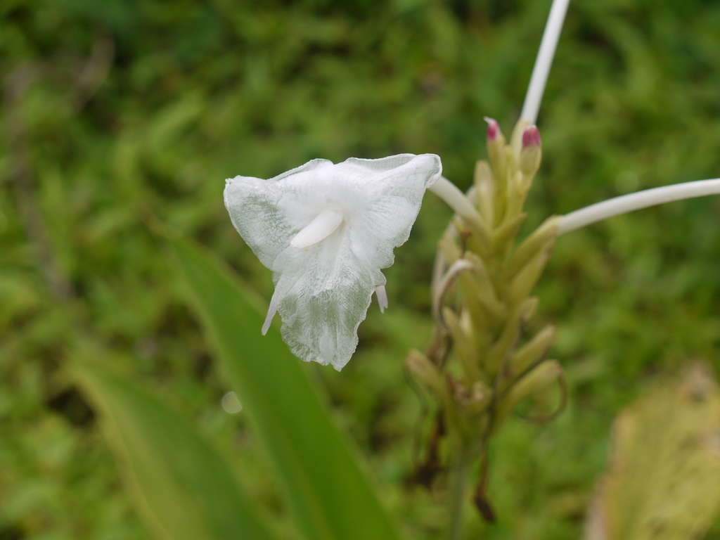 Curcuma scaposa (Curcuma scaposa)