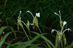 Curcuma scaposa (Curcuma scaposa)