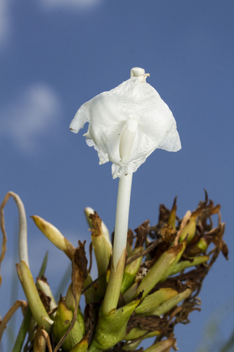 Curcuma scaposa (Curcuma scaposa)