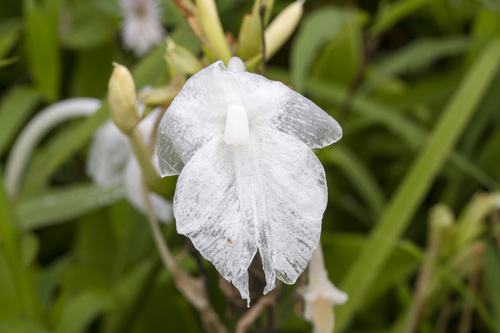 Curcuma scaposa (Curcuma scaposa)