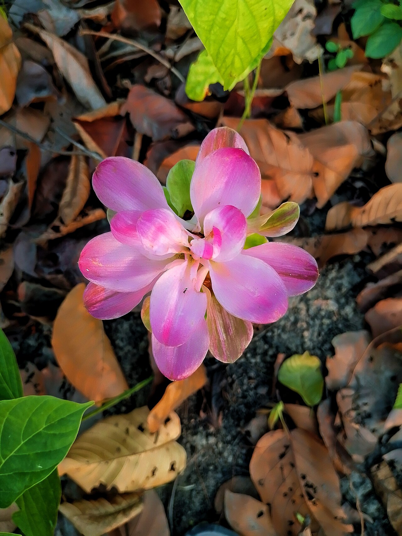 Curcuma sessilis: ঝরা পাতার মাঝে পূর্ণ প্রস্ফুটিত একটি বুনো হলুদ ফুল (Curcuma sessilis), যার কেন্দ্রভাগে একটি ক্ষুদ্র পোকা দৃশ্যমান।