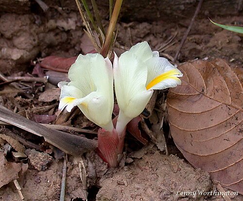 Curcuma singularis: Phu Laen Kha N.P. Chaiyaphum Thailand