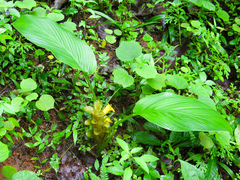 Curcuma vamana (Curcuma vamana)