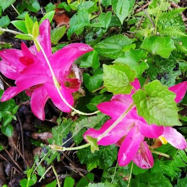 Curcuma wenyujin (Curcuma wenyujin)