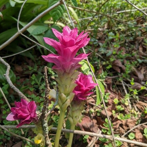 Curcuma wenyujin (Curcuma wenyujin)