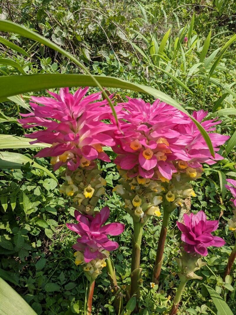 Curcuma wenyujin (Curcuma wenyujin)