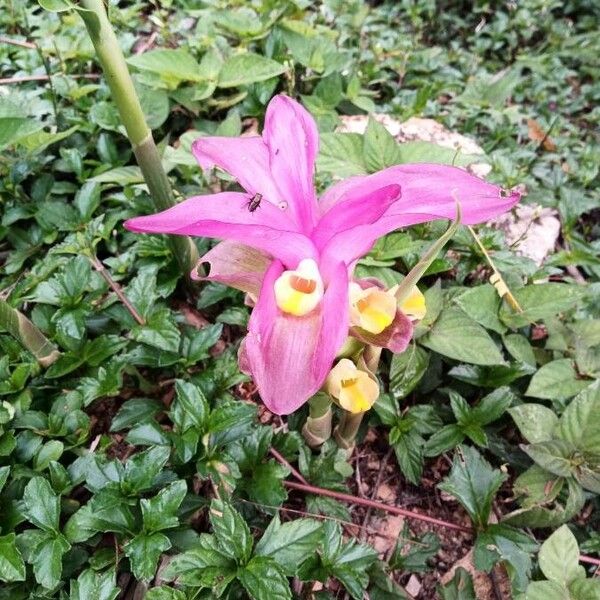 Curcuma wenyujin (Curcuma wenyujin)