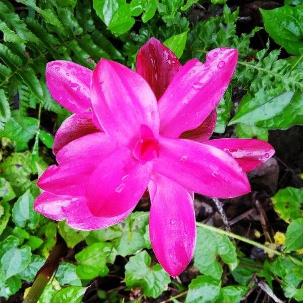 Curcuma wenyujin (Curcuma wenyujin)