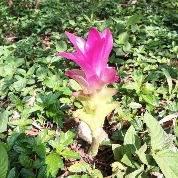 Curcuma wenyujin (Curcuma wenyujin)
