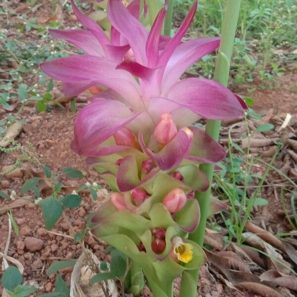 Curcuma wenyujin (Curcuma wenyujin)