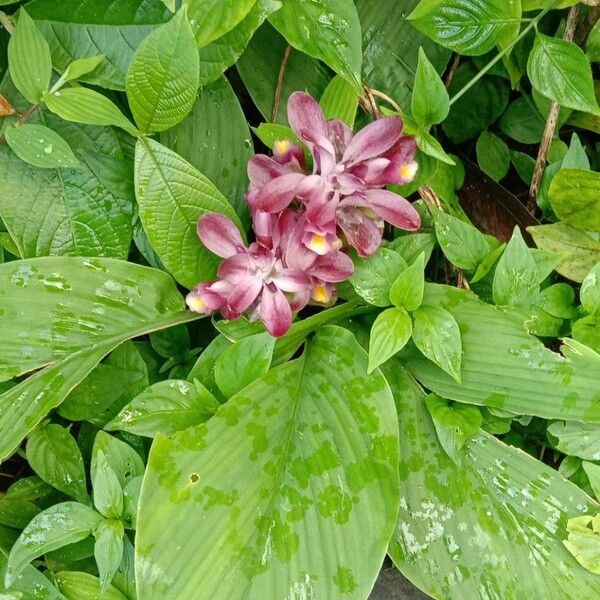 Curcuma wenyujin (Curcuma wenyujin)