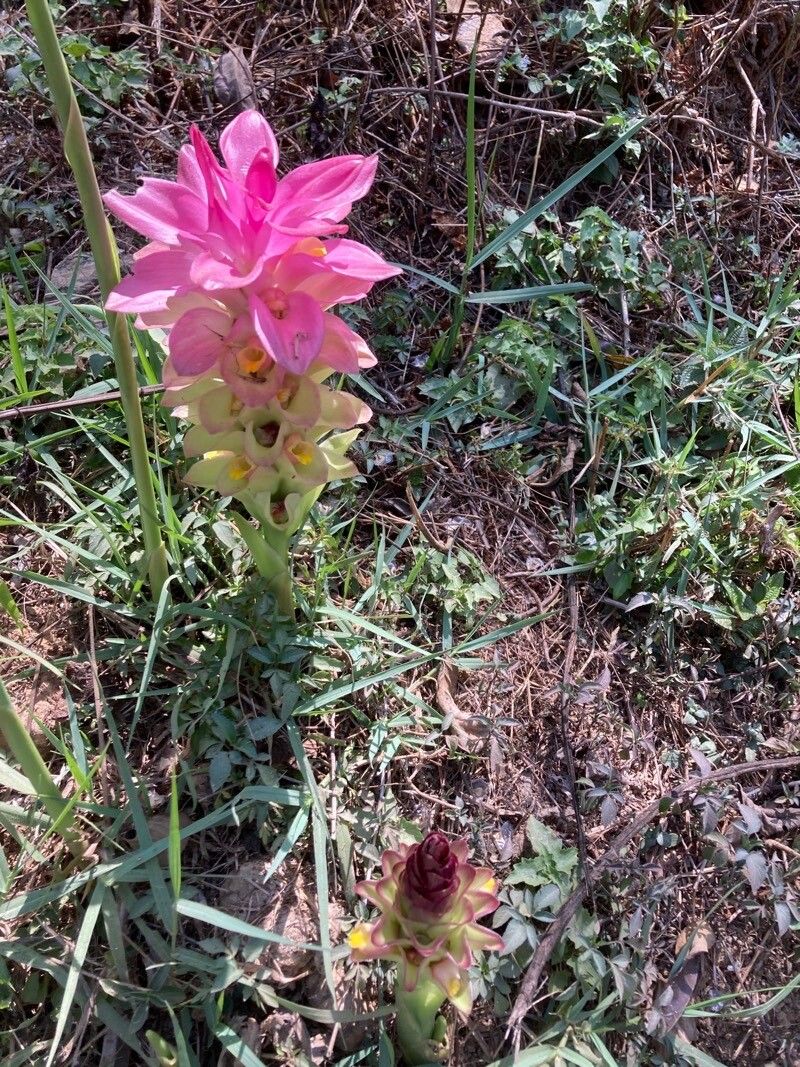Curcuma wenyujin (Curcuma wenyujin)
