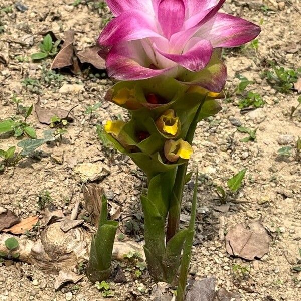 Curcuma wenyujin (Curcuma wenyujin)