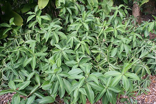 Zedoary: Location taken: Fairchild Tropical Botanic Garden, Miami, FL USA. Names: Curcuma aromatica Salisb., Aromatic Turmeric, Curcuma, Ganghoang, Jangalii Haldi, Jangl