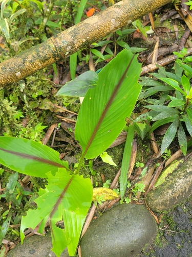 Zedoary (Curcuma zedoaria)