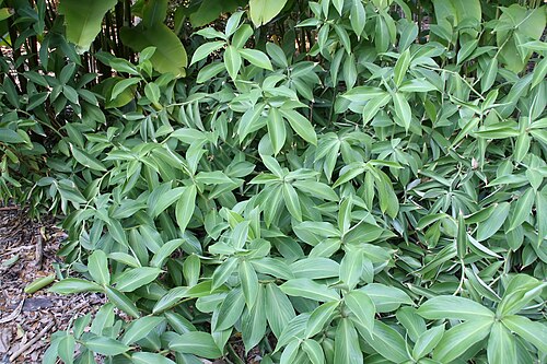 Zedoary: Location taken: Fairchild Tropical Botanic Garden, Miami, FL USA. Names: Curcuma aromatica Salisb., Aromatic Turmeric, Curcuma, Ganghoang, Jangalii Haldi, Jangl