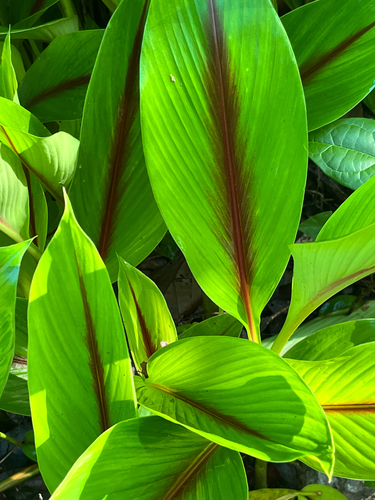 Zedoary (Curcuma zedoaria)