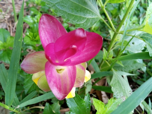 Zedoary (Curcuma zedoaria)